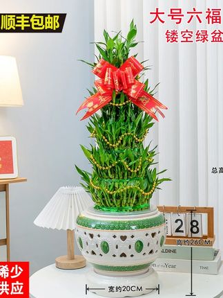 顺丰富贵六福竹水培节节高竹塔盆室内绿植客厅办公室乔迁开业送礼#开业乔迁绿植 #办公室绿植 #客厅绿植 #节节高升竹报平安 #编织富贵竹