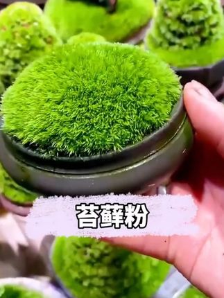 苔藓孢子粉四季鲜活青苔绿植吸水石种子微景观盆景造假山草籽