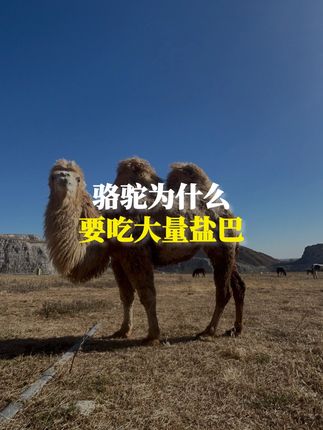 骆驼为什么要吃大量盐巴 #涨知识 #动物解说