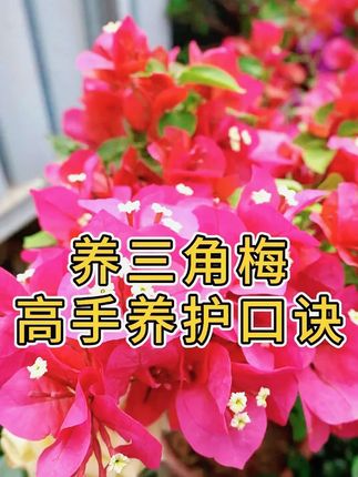 #三角梅 #花卉绿植 的开花口诀,你也可以养得很好#岔栽 # #花卉绿植 Y