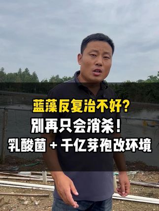 蓝藻反复治不好?別再只会消杀!乳酸菌+千亿芽孢改环境 #千亿复合芽孢 #蓝藻 #蓝藻爆发怎么处理 #对虾养殖 #水产人