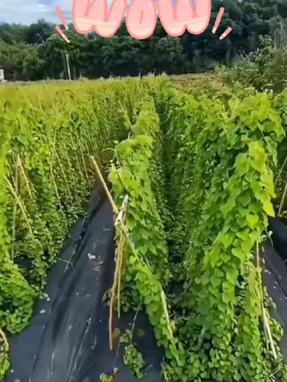 正宗江西粉防己中药材种子土木香特色农业种植品种送技术资料 #农业种植 #粉防己 #粉防己种子 #粉防己种植 #药材种植 #中#药#正晾干送育苗技术资料正宗江西粉防己(土木香)新种子药材种子