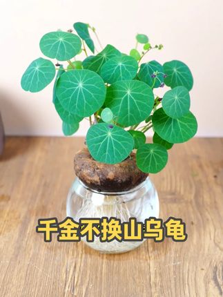 #山乌龟 的叶子像一串串的铜钱,古有千金不换之称。养一盆一年长叶就能年年观赏,#水培植物 #花卉绿植 #室内盆栽