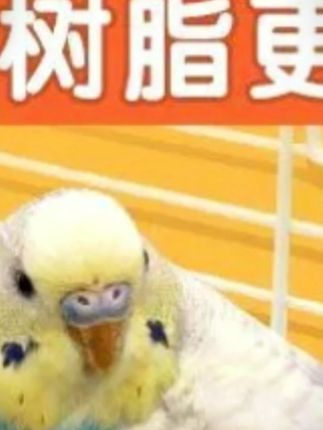 【鹦鹉必备】鹦鹉树叶磨砂多彩站杆树脂栖息站台站杆  防滑磨爪站台#鹦鹉站杆 #多彩站杆 #防滑磨爪 #鹦鹉用品 #树脂站台