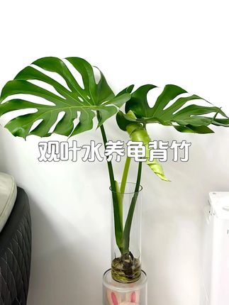 巨无霸海南龟背竹水培土培种植观叶水养龟背竹水培龟背竹好看大型 #花卉绿植 #室内盆栽 #水培植物 #网红室内绿植 #花卉植物