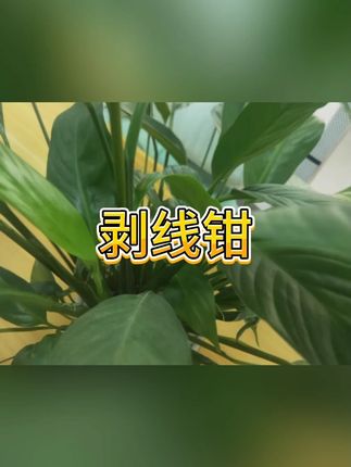 多功能剥线钳 #电工工具 #维修神器 #专业钳具