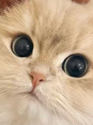 迪卡侬双肩包背包女书包男徒步小背包学生旅行包轻便户外小包ODAB