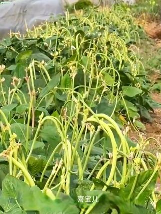 家里有个巴掌大的地方,也要种一棵#无架豆角  产量比老母猪还高#家庭种植  #豆角种植  #阳台小院均可种植  #优质农产品
