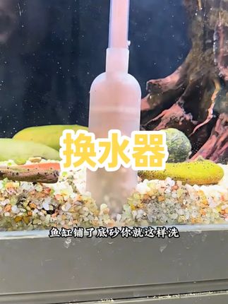 鱼缸水浑水发白,有腥臭味,把底沙中的鱼便抽出来,每周换水3分之1,顺便抽出鱼便,鱼缸一天比一天干净了