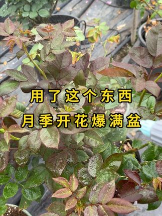 用了这个东西,月季花开爆满盆 #月季 #花卉绿植 #种植小技巧 #园艺生活 #种植基地