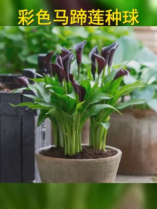 花自开彩色马蹄莲种球,春季带芽球根花卉,点亮你的花园! #爱生活爱养花 #春季花卉 #球根植物 #彩色马蹄莲 #马蹄莲