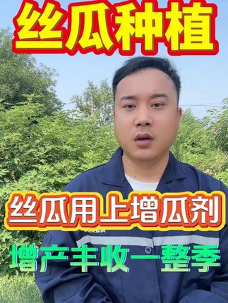 丝瓜用上增瓜剂,增产丰收一整季#丝瓜种植#丝瓜高产#丝瓜种植技术#丝瓜#三农种植