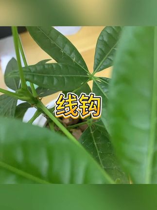 双钩 #钓鱼装备 #野钓 #双钩 #户外休闲 #渔具