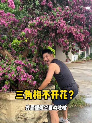 三角梅不开花,别纠结了,控水加施才是王道! #三角梅 #开花粉