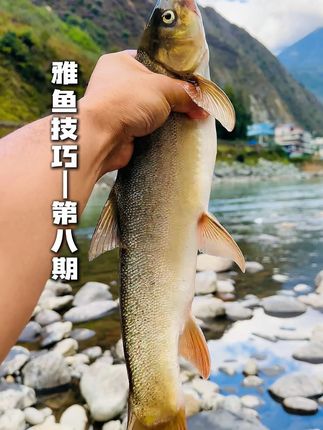 雅鱼钓法第八集|雅鱼怎么钓,雅鱼如何钓? 这一期让你了解钓雅鱼的线组,我将会讲一讲手杆冲钓雅鱼的线组,供钓友参考!#雅鱼怎么钓 #钓雅鱼技巧 #北禾溪流钓 #雅鱼 #洋鱼怎么钓