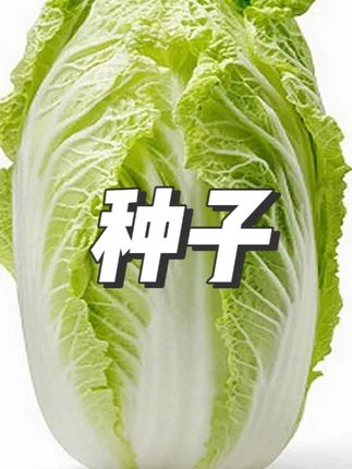 秋播白菜种子蔬菜脆甜无丝白菜种子杂交#种子 #蔬菜种子 #白菜种子 #视频同款 #秋播种子