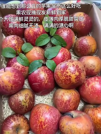 谁能想到那么丑的苹果居然可以这么好吃啊,果农现摘现发新鲜到家,个大饱满鲜灵灵的,皮薄肉厚一口下去脆嫩爽口果肉细腻无渣,满满的溏心,吃一口就爱上啦!!#新鲜应季水果 #冰糖心苹果 #口感特别好 #谁懂这一口的好吃程度 #快来一起尝个鲜