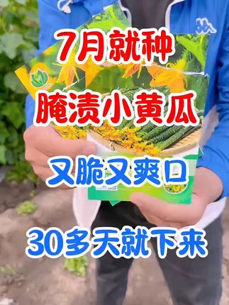 花盆小院都能种植的#腌渍小黄瓜 你也在家种上些#在家种菜