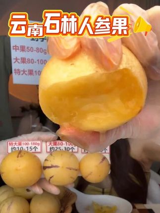 【真·树上熟】正宗云南石林人参果人生果当季热卖新鲜水果产地 #抖音美食推荐官 #水果 #现摘现发新鲜到家 #一吃一个不吱声 #吃货必备 @DOU+上热门 @抖音小助手