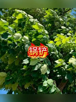 不锈钢蘑菇铲炒菜勺家用锅铲炒菜铲子全钢炒菜勺铁锅铲#锅铲 #炒勺 #不锈钢锅铲 #不锈钢厨具 #厨具