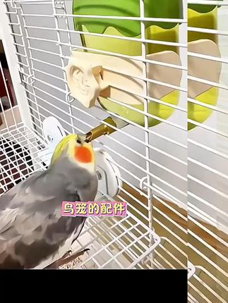 它适鹦鹉饮水器雪糕撞针水壶鸽子自动喂水器喝水器虎皮玄凤鸟龙猫 #鹦鹉#  鹦鹉饮水器  #自动喂水器#  鹦鹉饮水器推荐  #它适