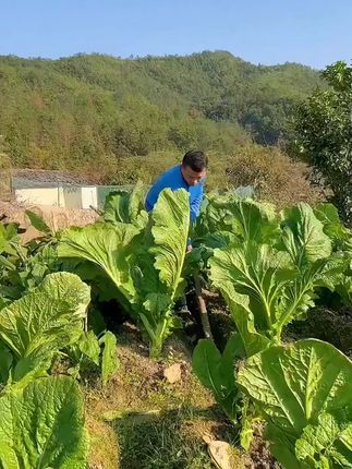 #大叶甜芥菜 清甜不苦,炒菜炖肉炖豆腐鲜香味美,还可以腌制酸菜或者做成梅干菜#阳台花盆小院均可种植
