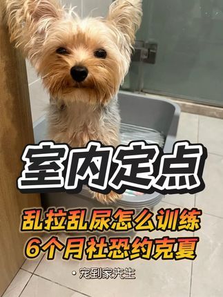6个月的约克夏在家乱拉乱尿,看我上门教会它定点 #约克夏 #vlog十亿流量扶持计划 #万物可爱计划#上门训狗 #教狗狗定点上厕所