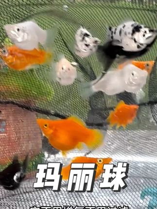 爱生娃的玛丽球,圆滚滚胖嘟嘟的,真的太可爱了 #养鱼日记 #观赏鱼 #水族 #养鱼人 #鱼