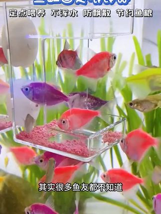 小鱼吃饭就用它,喂食不会污染水质,小鱼吃得好,水质也越来越好!#喂鱼器 #养鱼日记 #好物推荐 #好东西一起分享