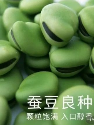 绿宝石蚕豆,夹长结荚多,颗粒饱满,产量又高,口感又糯又软又粉巨好吃!#蚕豆 #优质农产品 #好吃到停不下来