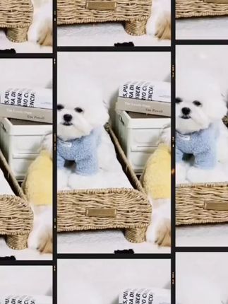 绒绒打底宠物秋冬棉衣博美约克夏泰迪比熊猫咪可爱小狗保暖衣服#宠物秋冬装 #可爱宠物棉衣 #宠物保暖 #博美衣服 #泰迪棉衣