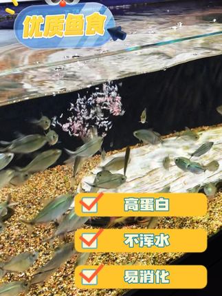 优质鱼食,不浑水,营养全面 #养鱼日记 #观赏鱼 #水族 #鱼食