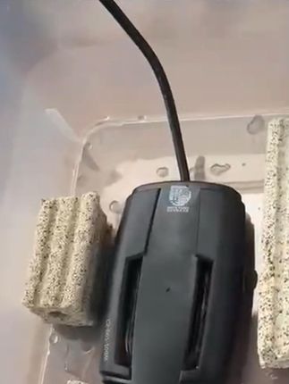 #剃刀头盔麝香果核巨头虎纹发色盒  #寨桥萨尔文墨西哥发色饲养盒  #小型亚克力乌龟饲养盒