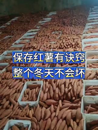 红薯保存配方#红薯种植 #红薯保存方法 #红薯保鲜剂 #红薯保存小妙招