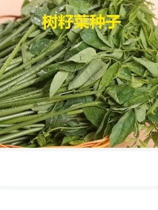 #树仔菜又叫益肝菜,营养丰富,凉拌热炒都鲜香味美,房前屋后空地空花盆都能种