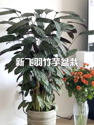 新飞羽竹芋盆栽绿植好养耐阴室内客厅办公室吸甲醛四季常青 #花卉绿植 #室内盆栽 #爱生活爱养花 #净化空气 #园艺花卉