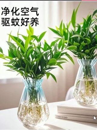 竹柏又叫驱蚊竹,特别好存活,不需要晒太阳,有水就能存活 自从养了些竹柏,家里和办公室都看不到什么蚊虫了。放在桌面好看还好养#花卉绿植 #强烈推荐 #养花小知识 #爱生活爱养花 #室内绿植