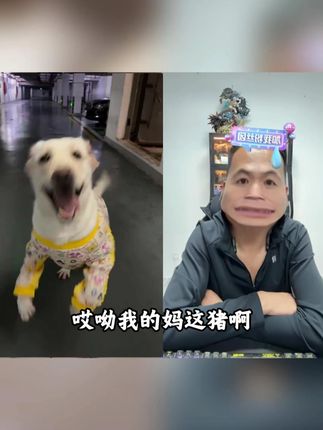 这小玩应 咋长的呢 #狗子过上了你的理想生活#可爱的修勾#狗粮怎么选#增肌壮骨狗粮#平价狗粮推荐