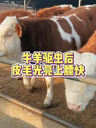 牛羊驱虫新方法!孕畜可用,健康无忧! #牛羊养殖  #驱虫产品  #畜牧养殖