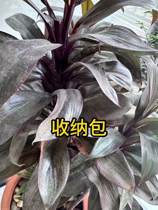 #收纳包 #收纳袋 #整理袋 #收纳整理 #旅行收纳包