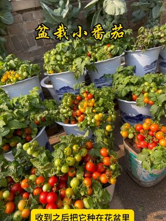 矮生番茄苗 可以当花看有可以吃的 #矮生小番茄 阳台花盆泡沫箱都可以种#番茄 #家庭种植 #西红柿种植