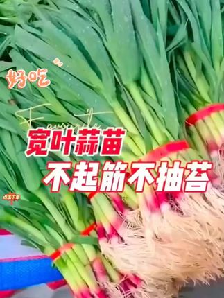 红根蒜苗种子,红根蒜苗种子#红根蒜种子