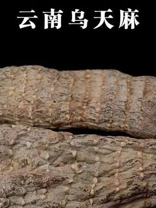 #热点小助手#天麻#乌天麻#大山#农家