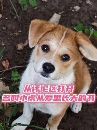 小虎有一群很爱它的好朋友 #狗 #小狗 #动物 #可爱 #萌
