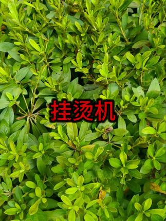 #熨衣神器 #衣物护理 #居家电器