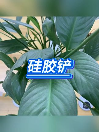 硅胶铲 #厨房好物 #不粘锅搭档 #烘焙工具 #耐高温 #硅胶铲