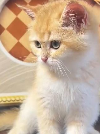 夏天你一定要重视毛孩子的耳朵 #兽护神  #滴耳液  #萌宠好物  #618好物节  #科学养宠攻略