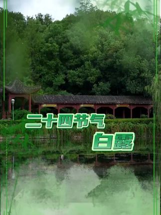 白露凝竹影,一酌酒香盈。白露节气,斟隽州篁竹酒,品人间秋光!#竹酒 #美酒 #节气 #品酒品人生 #白露