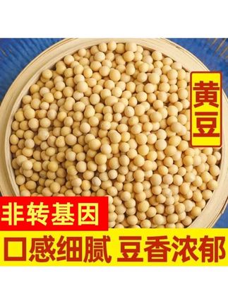 黄豆生豆芽打豆浆专用非转基因新黄豆农家自种大豆圆煲汤#黄豆 #煲汤 #农特产品 #打豆浆 #美味可口