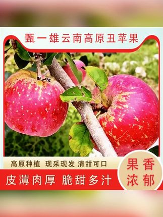 云南高原冰糖心丑苹果早熟富士红将军非红露昭通酸甜脆甜新鲜水果 #苹果 #冰糖心丑苹果 #水果